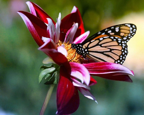 fleur-et-papillon-253d5a2.jpg