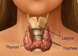thyroïde,organe,important,fonctionnement,conséquences,rythme,système,réflexion,comprendre,savoir,connaître